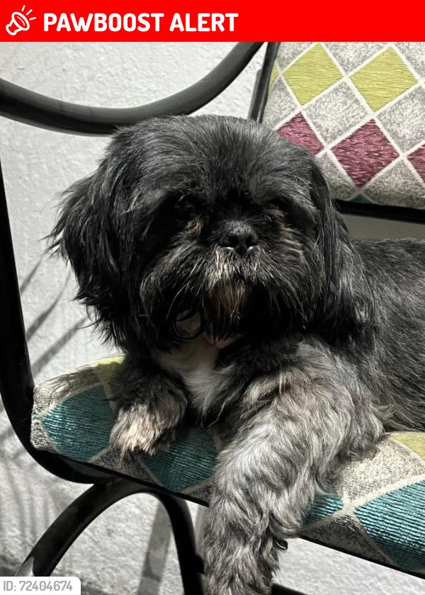 Lost Male Dog last seen Near de Septiembre, Halcones y Arroyo, San Nicolás de los Garza, N.L. 