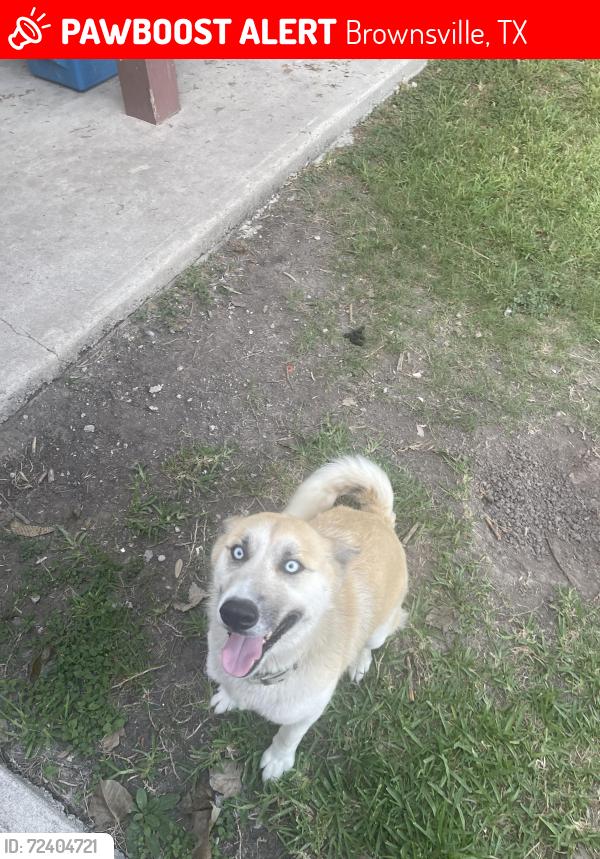 Lost Female Dog last seen Pérez Elementary , Brownsville, TX 78521