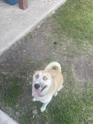 Lost Female Dog last seen Pérez Elementary , Brownsville, TX 78521