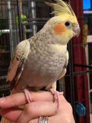 Lost Female Bird last seen Behind Speedway on Veteran's Parkway, Jeffersonville, IN 47130