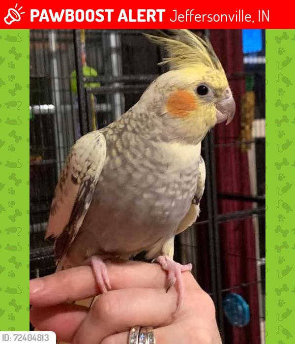 Lost Female Bird last seen Behind Speedway on Veteran's Parkway, Jeffersonville, IN 47130