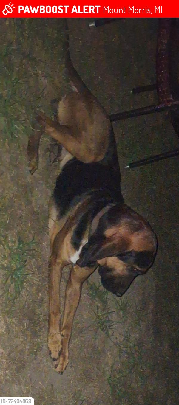Lost Male Dog last seen Near N LINDEN, MT MORRIS MI 48458, Mount Morris, MI 48458
