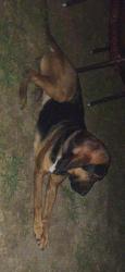 Lost Male Dog last seen Near N LINDEN, MT MORRIS MI 48458, Mount Morris, MI 48458