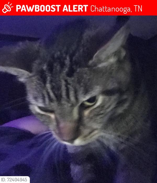 Lost Male Cat last seen Merry weather road, Chattanooga, TN 37421