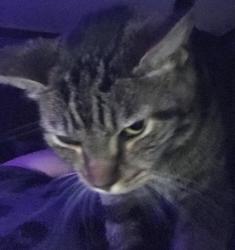 Lost Male Cat last seen Merry weather road, Chattanooga, TN 37421