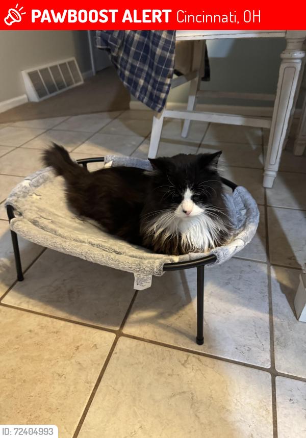 Lost Male Cat last seen Poole Rd and Woodsong, Cincinnati, OH 45251