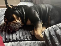 Lost Male Dog last seen Rayburn dr , San Antonio, TX 78211