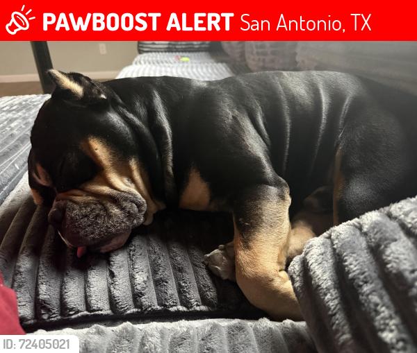 Lost Male Dog last seen Rayburn dr , San Antonio, TX 78211
