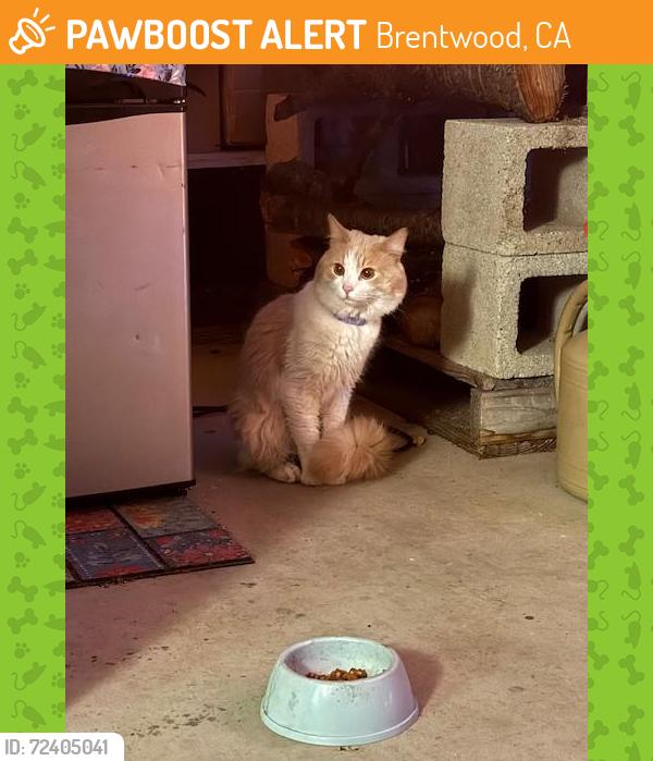 Found/Stray Unknown Cat last seen grant road, Brentwood, CA 94513
