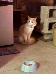 Found/Stray Unknown Cat last seen grant road, Brentwood, CA 94513