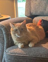Lost Male Cat last seen Windridge and Haby, Whitehouse, TX 75791