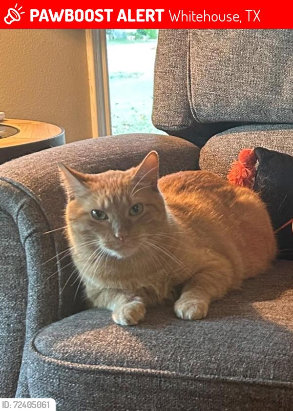 Lost Male Cat last seen Windridge and Haby, Whitehouse, TX 75791