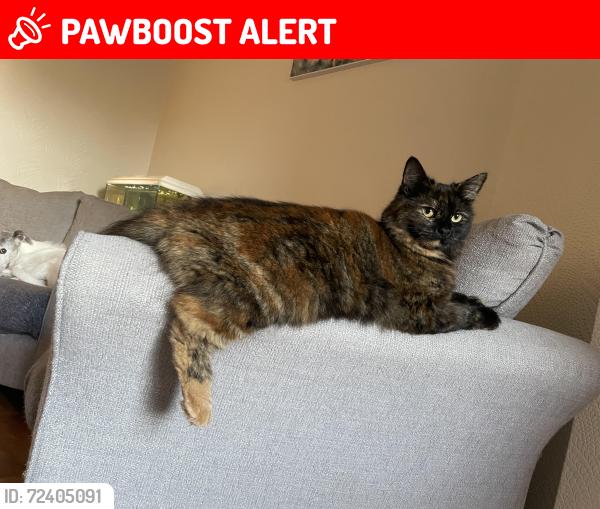 Lost Female Cat last seen Highglen drive , plympton, Plymouth, England PL7