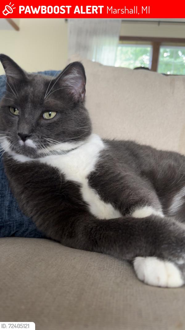 Lost Male Cat last seen N Dive North, Old 27, 18 Mile Rd. , Marshall, MI 49068