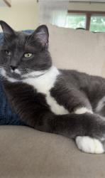 Lost Male Cat last seen N Dive North, Old 27, 18 Mile Rd. , Marshall, MI 49068