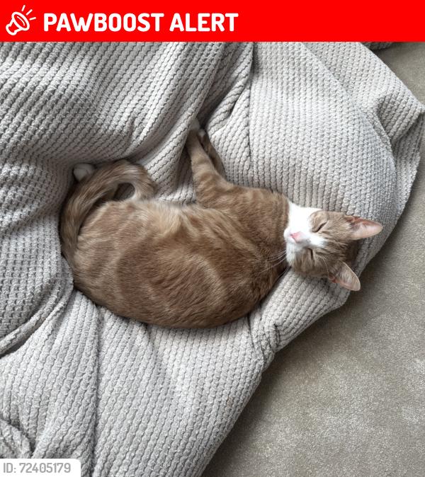 Lost Male Cat last seen St Phillip’s church, Leicester, England LE5 5PB