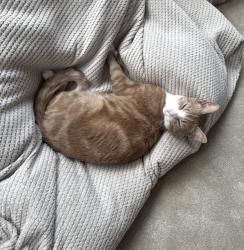 Lost Male Cat last seen St Phillip’s church , Leicester, England LE5 5PB