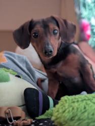 Lost Male Dog last seen Oakmeadow behind the forum, Universal City, TX 78148