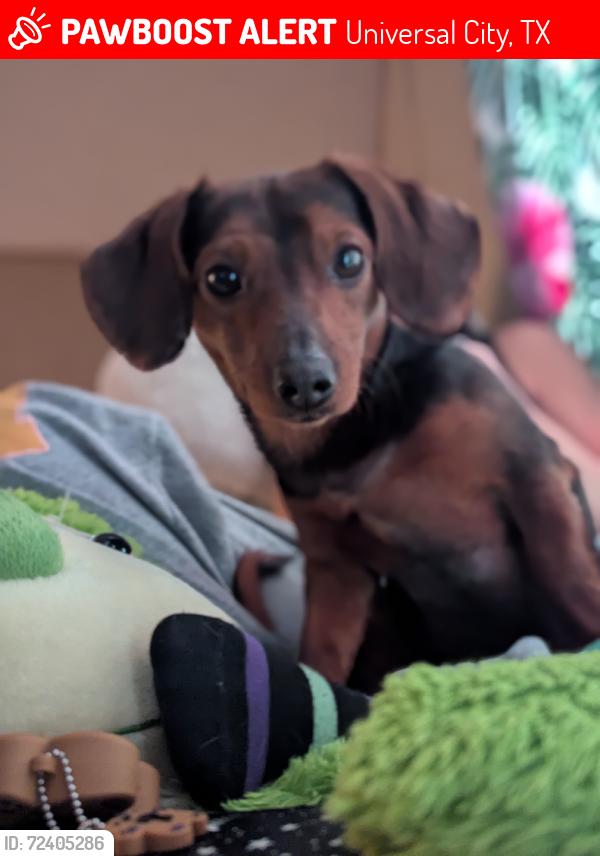 Lost Male Dog last seen Oakmeadow behind the forum, Universal City, TX 78148