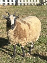 Lost Female Other last seen Ontelaunee Trail & Onyx Cave Road, Hamburg, PA 19526
