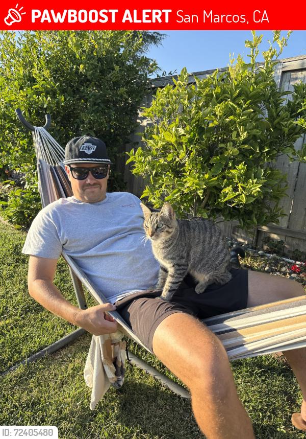 Lost Female Cat last seen Lucerne Circle and Lake Ridge , San Marcos, CA 92078