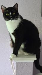 Lost Male Cat last seen US 192 & Stephenson Drive. , Melbourne, FL 32904