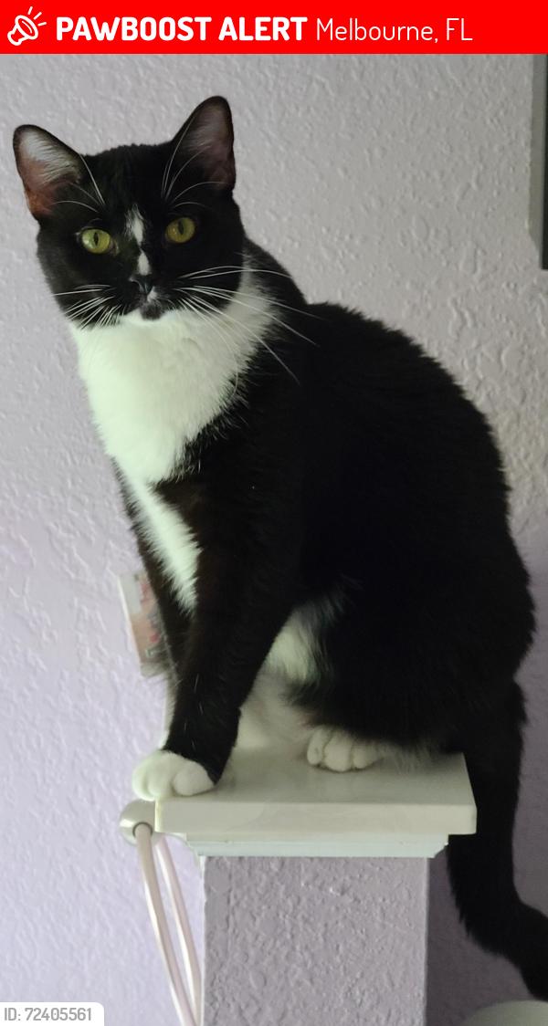Lost Male Cat last seen US 192 & Stephenson Drive. , Melbourne, FL 32904