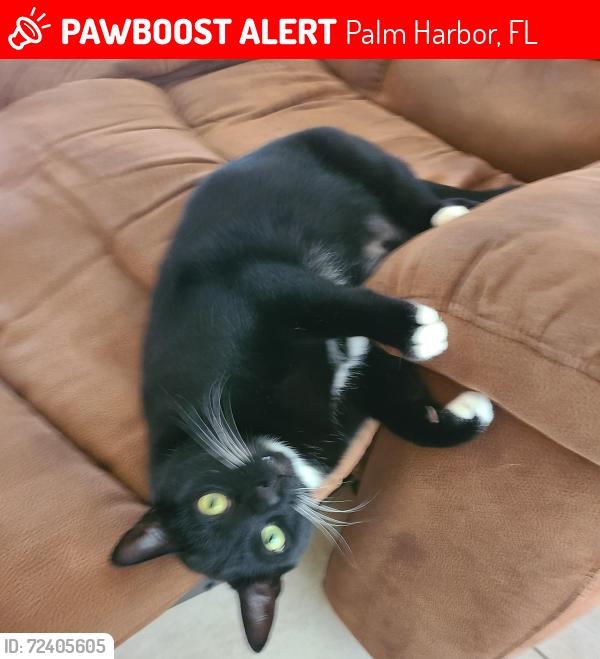 Lost Male Cat last seen Us19 and glen eagles parkway, Palm Harbor, FL 34683