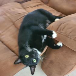 Lost Male Cat last seen Us19 and glen eagles parkway, Palm Harbor, FL 34683