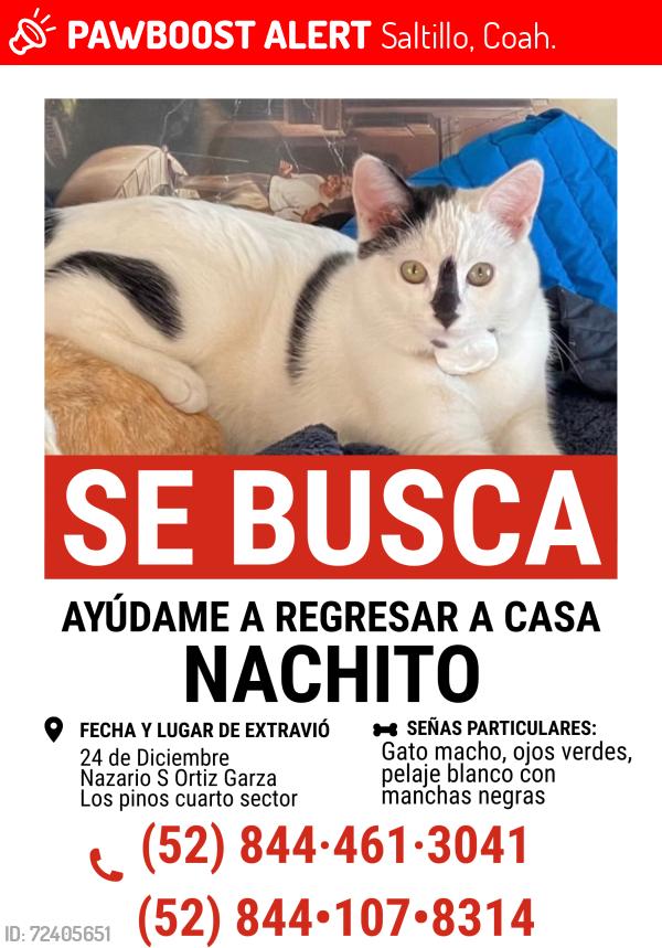 Lost Male Cat last seen Nazario S Ortiz Garza , Saltillo, Coah. 25204