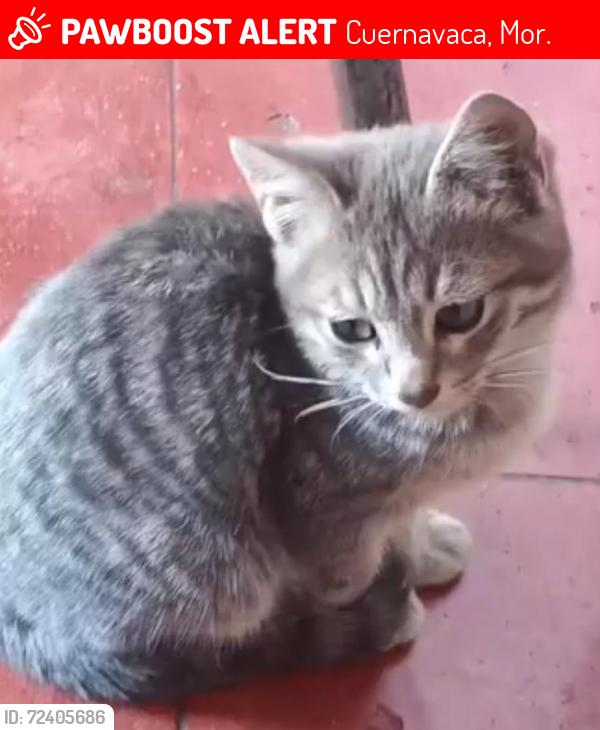 Lost Male Cat last seen Primera privada Aldama chamilpa , Cuernavaca, Mor. 62210