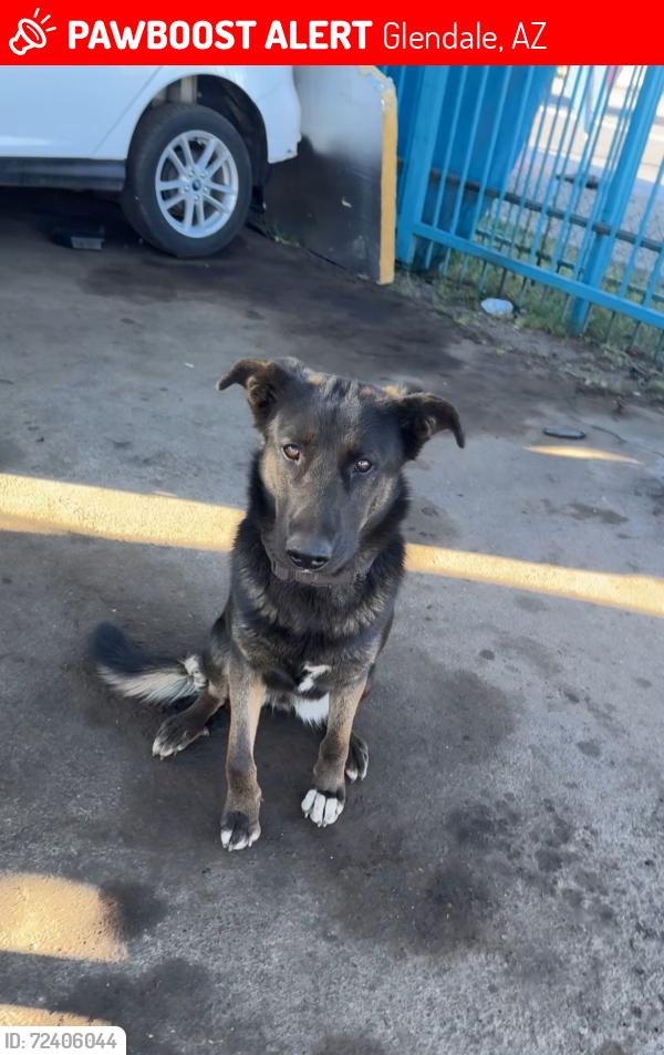 Lost Female Dog last seen Ocotillo y Glendale , Glendale, AZ 85301