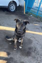 Lost Female Dog last seen Ocotillo y Glendale , Glendale, AZ 85301