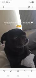 Lost Male Dog last seen Sweetwater High School, National City, CA 91950