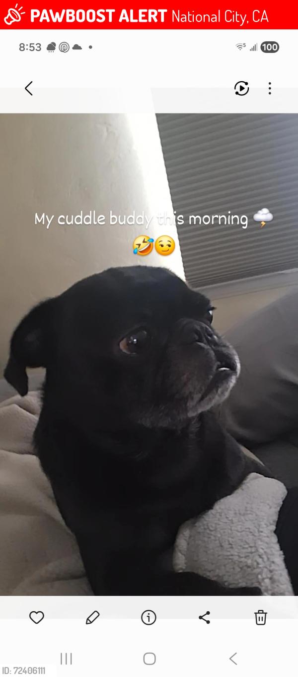 Lost Male Dog last seen Sweetwater High School, National City, CA 91950