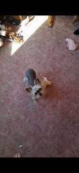 Lost Female Dog last seen East Lake Rd down through cranch and chataqua parks, Erie, PA 16511