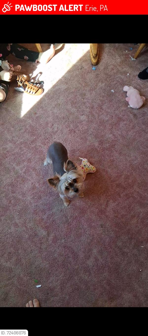 Lost Female Dog last seen East Lake Rd down through cranch and chataqua parks, Erie, PA 16511