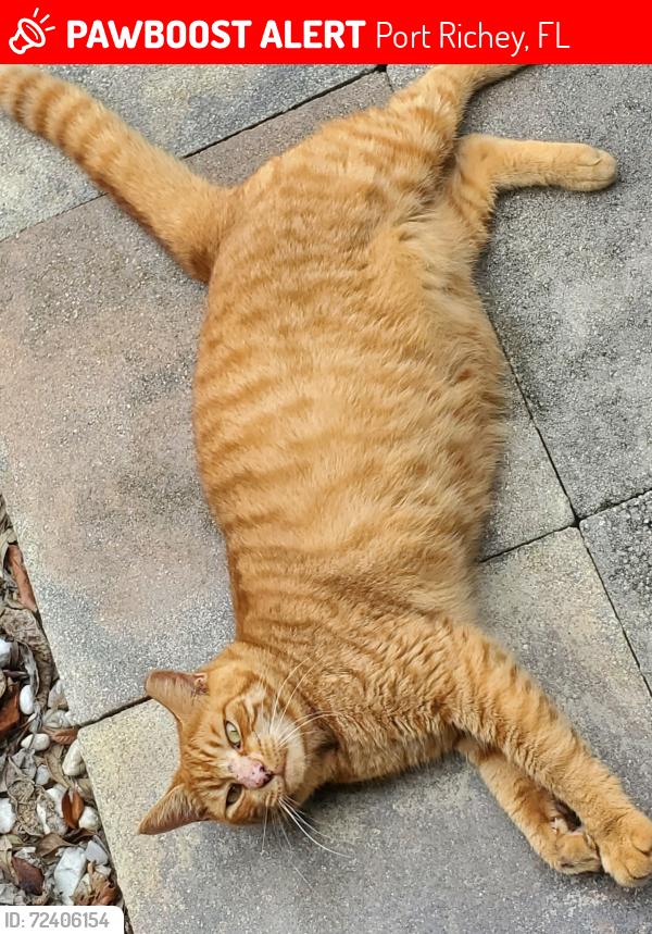 Lost Male Cat last seen Fox Hollow and Regency Park Blvd , Port Richey, FL 34653