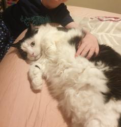 Lost Female Cat last seen Montague road , Pooraka, SA 5095