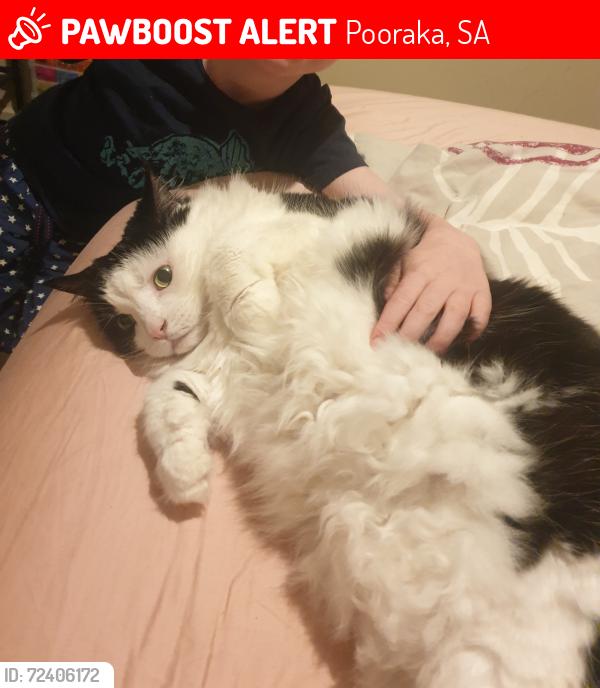 Lost Female Cat last seen Montague road , Pooraka, SA 5095