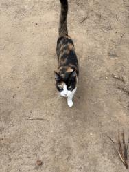 Lost Female Cat last seen Van Buren BLVD & Dufferin AVE, Riverside, CA 92504
