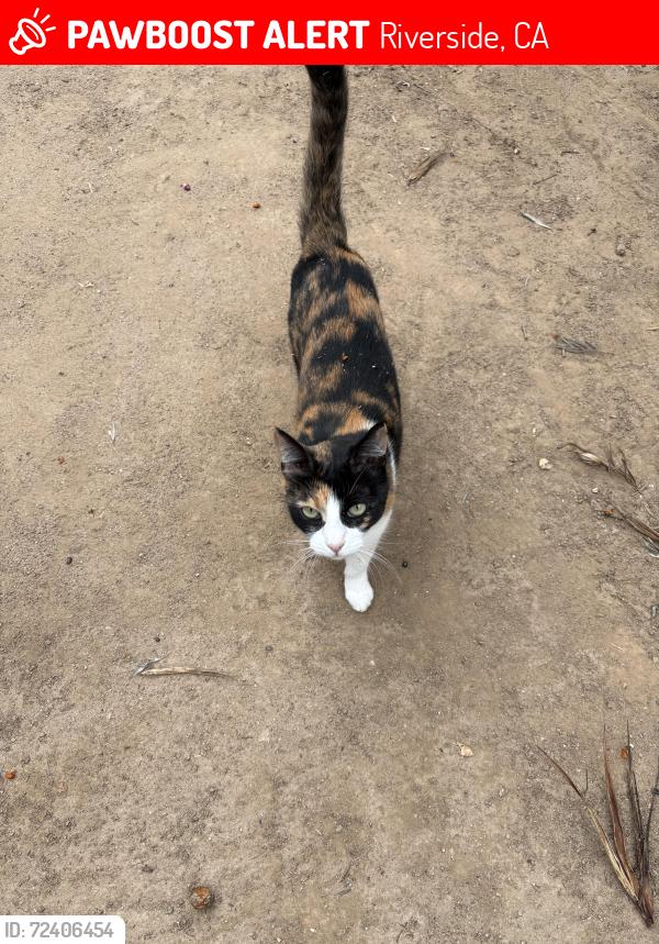 Lost Female Cat last seen Van Buren BLVD & Dufferin AVE, Riverside, CA 92504