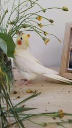 Lost Female Bird last seen Alfred , Woody Point, QLD 