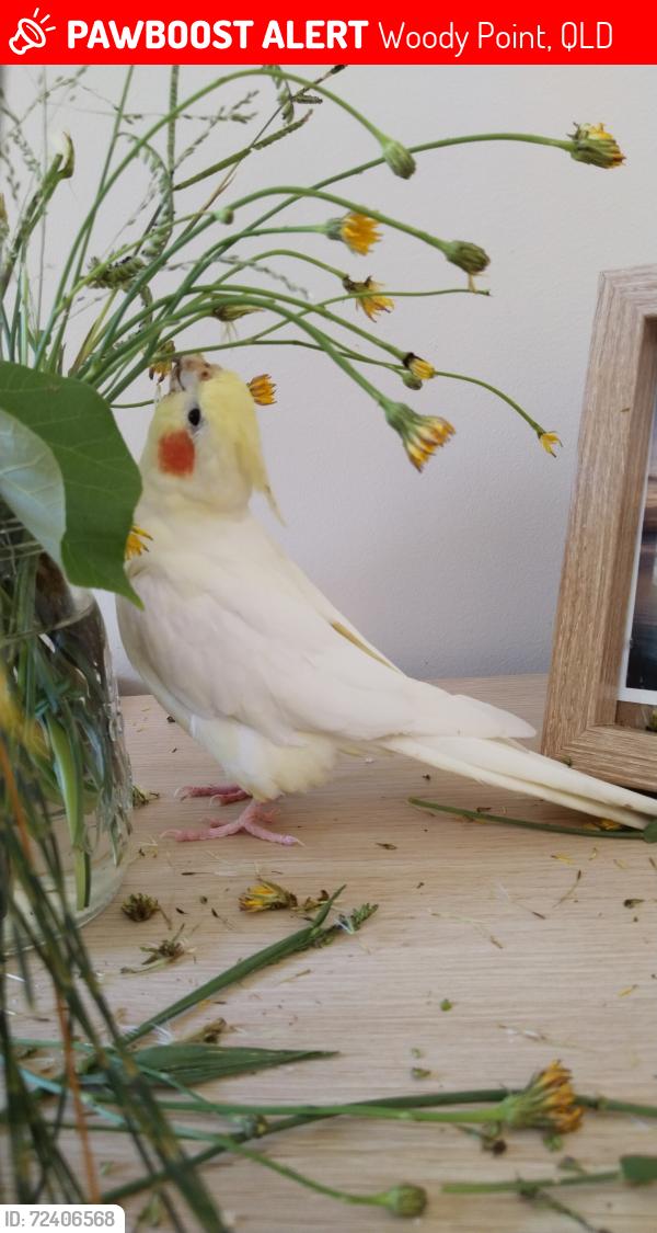 Lost Female Bird last seen Alfred , Woody Point, QLD 