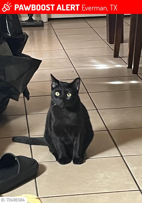 Lost Female Cat last seen Chambers Creek Dr. , Everman, TX 76140