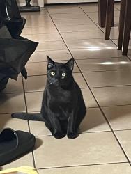 Lost Female Cat last seen Chambers Creek Dr. , Everman, TX 76140