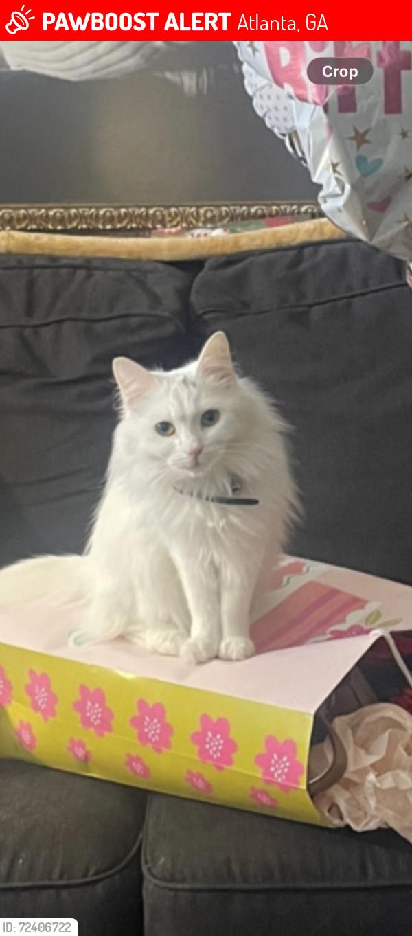 Lost Female Cat last seen Unknown, Atlanta, GA 30314