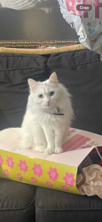 Lost Female Cat last seen Unknown, Atlanta, GA 30314