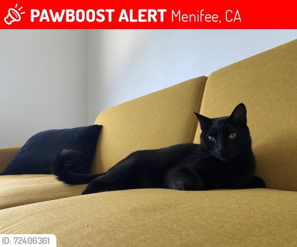 Lost Male Cat last seen Marcalope Lane , Menifee, CA 92584