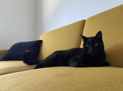 Lost Male Cat last seen Marcalope Lane , Menifee, CA 92584